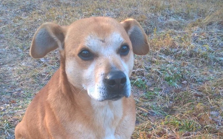 Zbiórka Kimbo. Pies wszystkich i niczyj. - zdjęcie główne