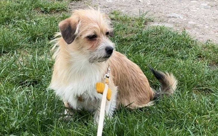 Mały piesek siedzący na trawie.