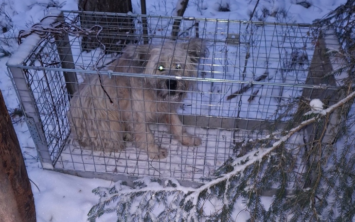 Zagubiony pies w klatce, otoczony śniegiem.