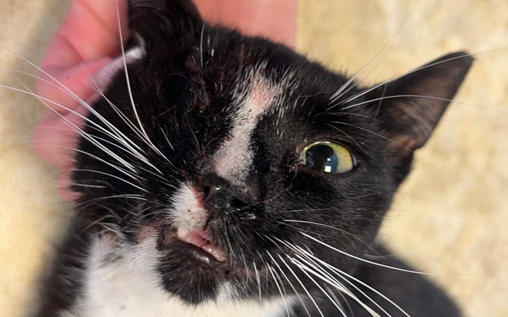 Kot z uszkodzoną twarzą, patrzący w obiektyw.