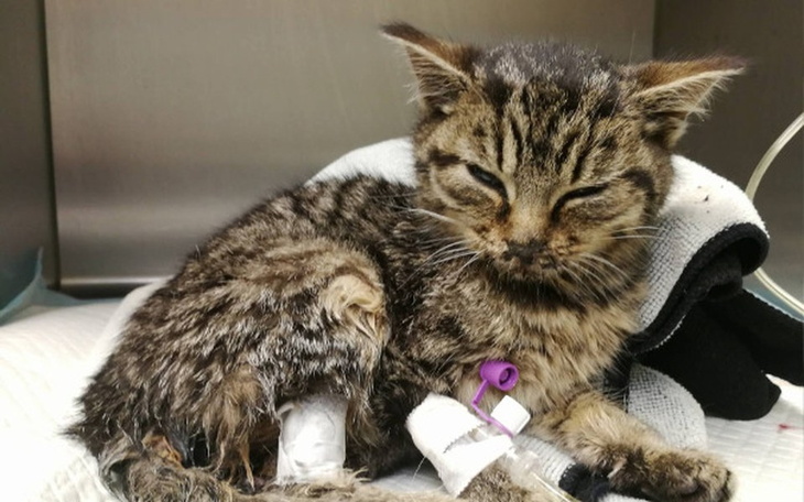 Zbiórka Malutka Sisi walczy o życie - zdjęcie główne