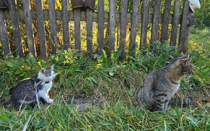 Dwa koty siedzące na trawie obok ogrodzenia.