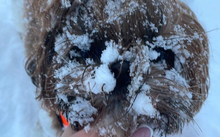 Zbiórka Zbiórka na schroniska Śląsk - zdjęcie główne