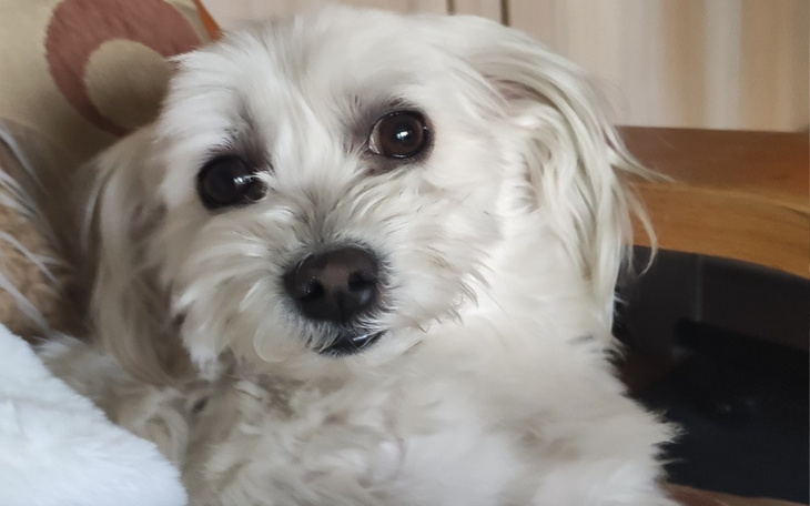 Mały biały piesek leży na kanapie, patrząc w obiektyw.