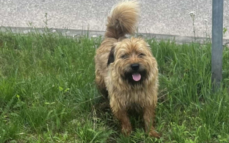 Pies rasy mieszanej, szczęśliwy, stojący na trawie.