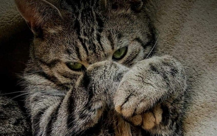 Zbiórka O lepszy los dla zwierząt. - zdjęcie główne