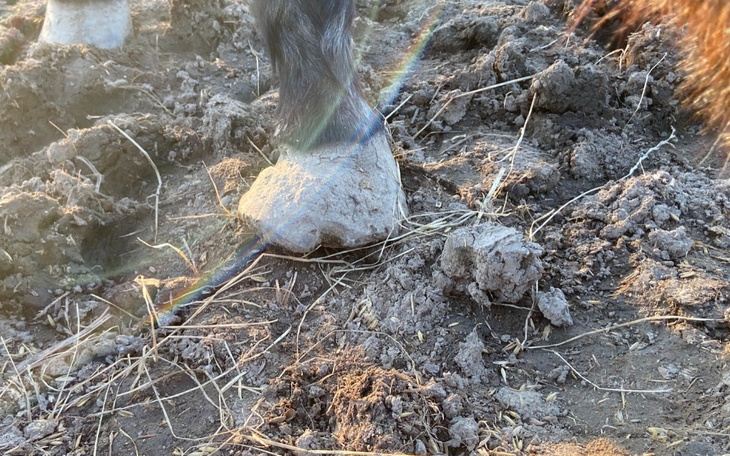 Zbiórka Pomoc biednej klaczy - zdjęcie główne