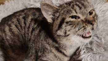 Zbiórka Skarpetka pełna serc - miniaturka zdjęcia