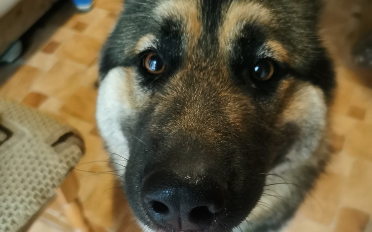 Zbiórka Zbiórka na kojec dla psów - zdjęcie główne