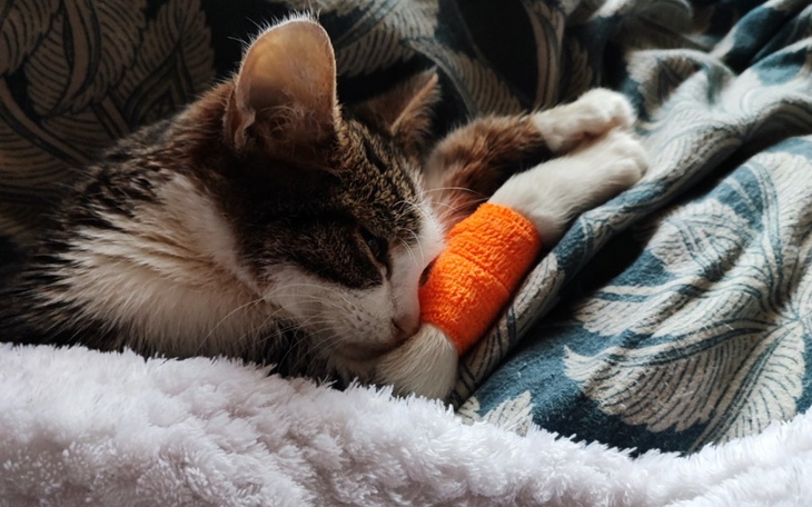 Zbiórka Ratujmy aportującego Kotka- FIP - zdjęcie główne