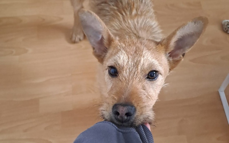 Zbiórka Błagamy pomóż nam przetrwać. - zdjęcie główne