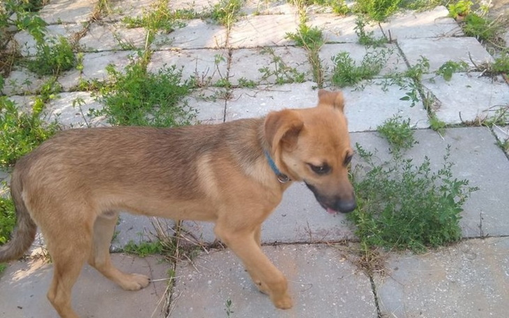 Zbiórka RAFIK ma dom ale nam został dług - zdjęcie główne