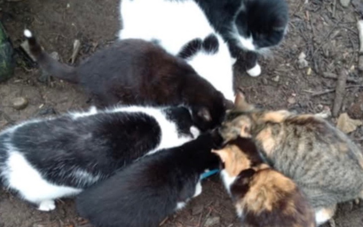 Grupa kotów zbierających się wokół jedzenia na ziemi.