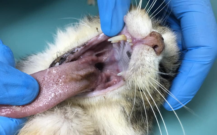 Zbiórka Zdrapka - zdjęcie główne