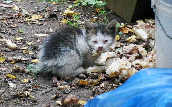 Zbiórka Parchatki - zajazd kociej biedy! - zdjęcie główne