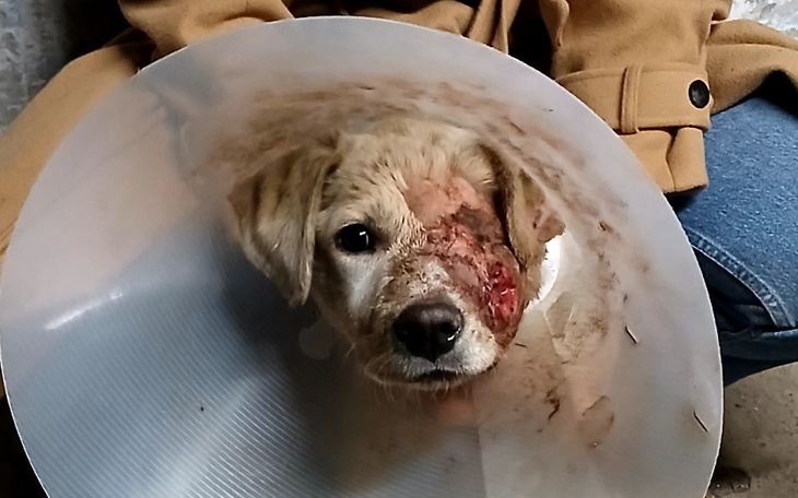 Pies z opatrunkiem na głowie, siedzący w ramionach opiekuna.