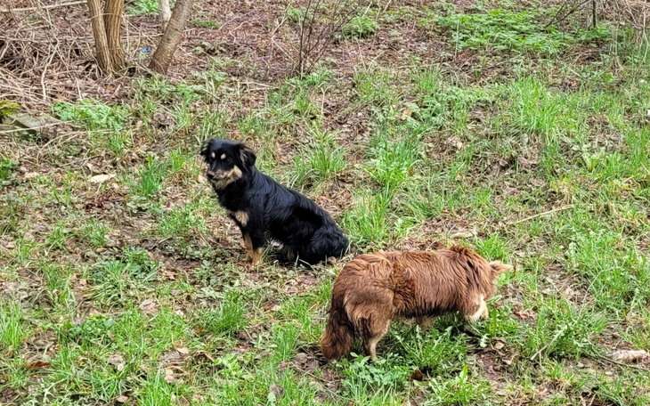 Dwa psy bawią się na zielonej łące w otoczeniu przyrody.