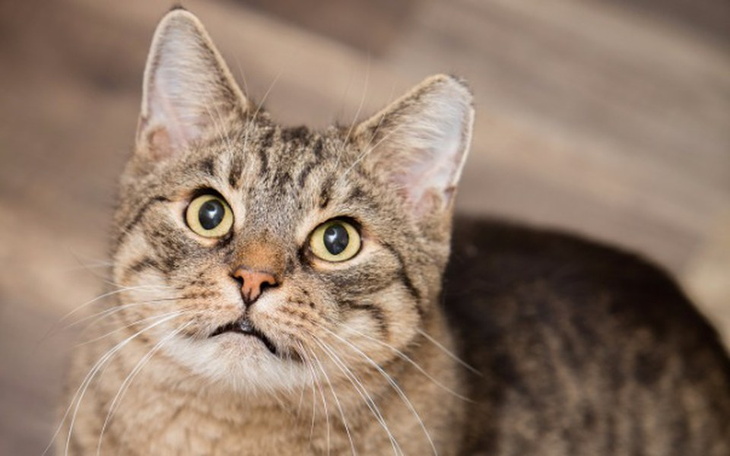 Zbiórka Potrzebna karma dla kotów z ulic - zdjęcie główne