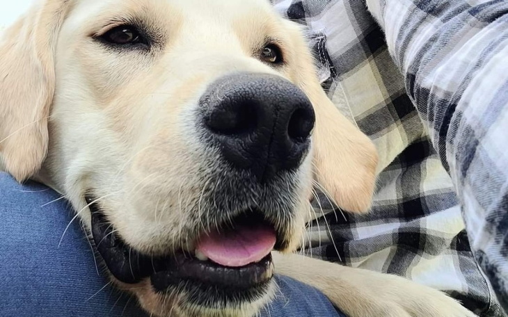 Zbliżenie na psa rasy labrador, uśmiechającego się.