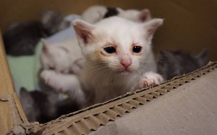 Zbiórka Panleuko chce zabić 20 kociąt!! - zdjęcie główne