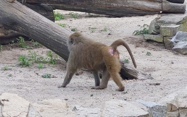 Zbiórka Daj chajs A nie sie gapisz - zdjęcie główne