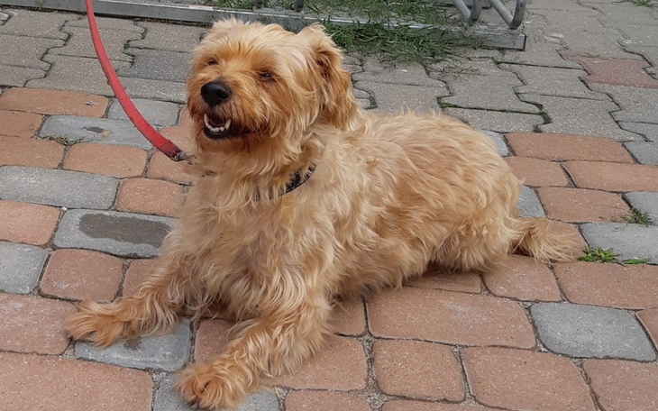 Zbiórka Wspomóżmy operację Pusi - zdjęcie główne