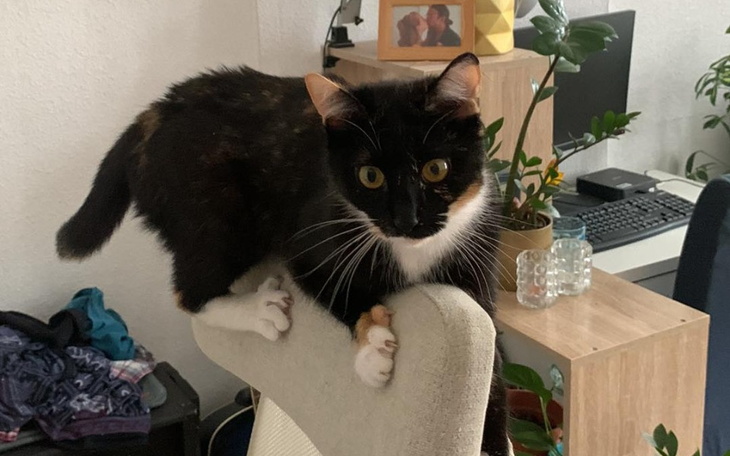 Zbiórka Sekcja zwłok dla papaji - zdjęcie główne