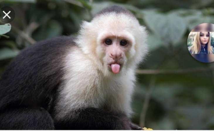 Zbiórka Kapucynka - zdjęcie główne