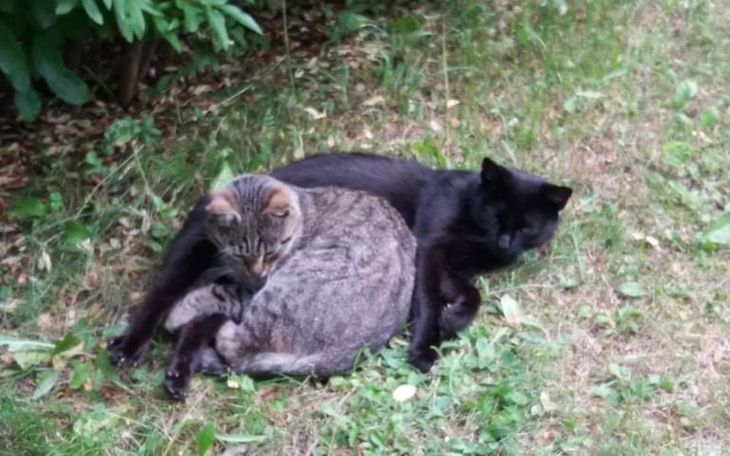 Zbiórka Karma, leczenie bezdomnych kotów - zdjęcie główne