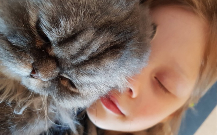 Zbiórka Kotek walczy o życie - zdjęcie główne