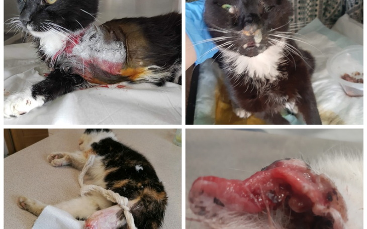 Zbiórka Urodzinowa skarbonka - zdjęcie główne