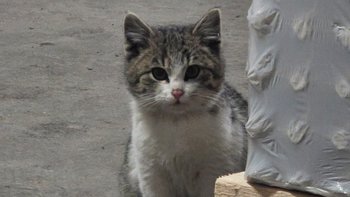 Zbiórka Dobry start dla Gwiazdusia - miniaturka zdjęcia