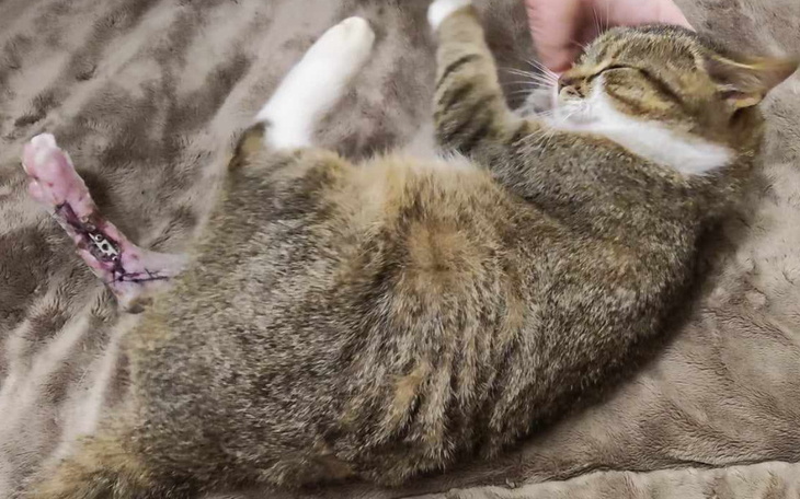 Zbiórka Operacja ratująca łapę - zdjęcie główne