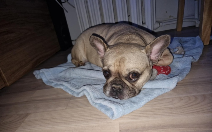 Zbiórka Leczenie Mariki - zdjęcie główne