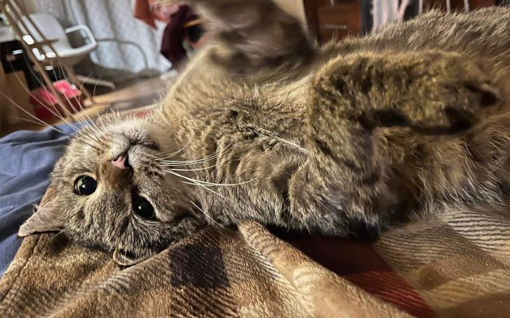 Zbiórka Leczenie Leoś - zdjęcie główne