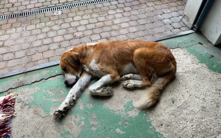 Zbiórka Dla Bolka na start w nowym domu - zdjęcie główne