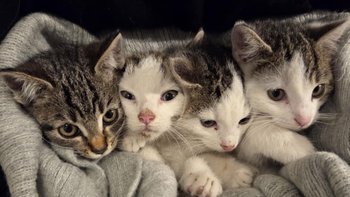 Zbiórka Wszystkie nasze jesienne maluchy - miniaturka zdjęcia