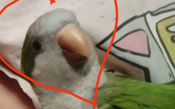 Papuga siedząca na ręce, z wyraźnym uśmiechem.