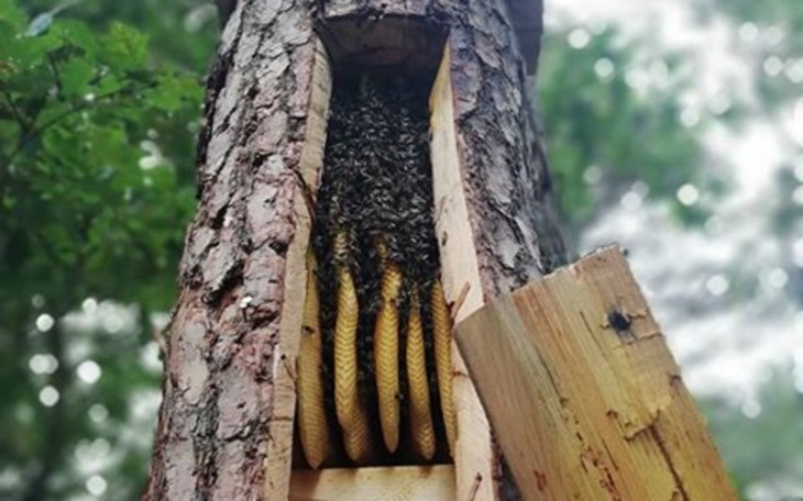 Zbiórka Dzikie pszczoły - zdjęcie główne