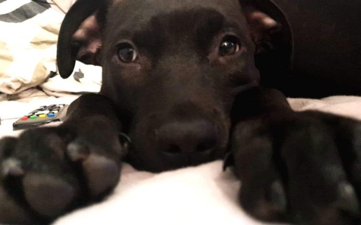 Zbiórka Chory Pixel - zdjęcie główne