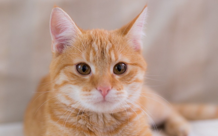 Zbiórka karma dla kotów z RATUJ - zdjęcie główne