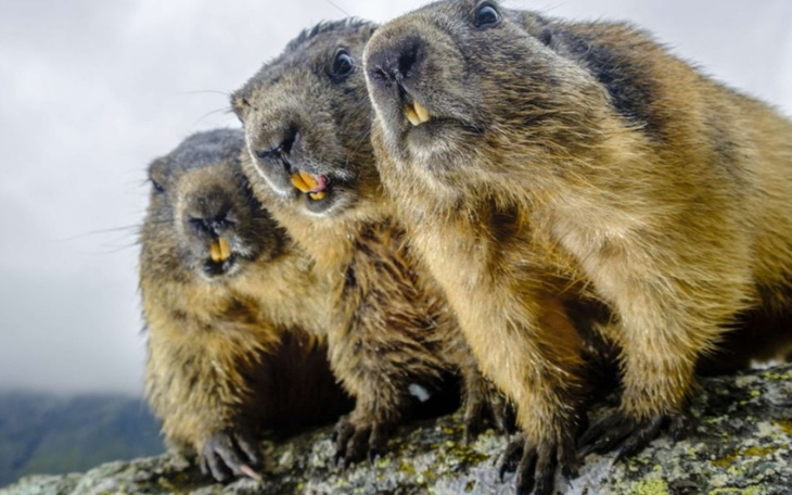Zbiórka Zbieramy na świstaki z Afryki pó - zdjęcie główne