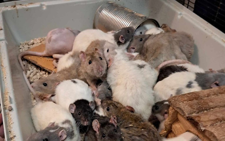 Zbiórka Szczury z piwnicy - zdjęcie główne