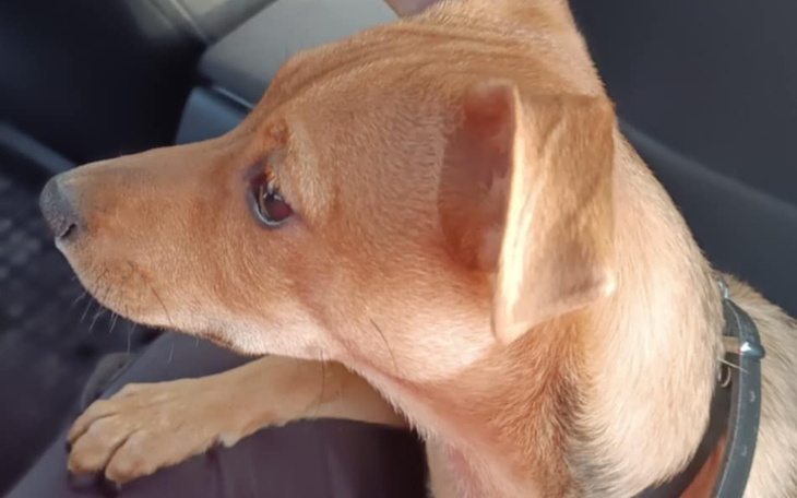 Zbiórka Zbieram z psem żeby gdzieś spać - zdjęcie główne