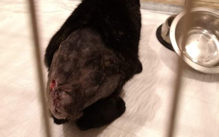 Zbiórka bezogonka - zdjęcie główne