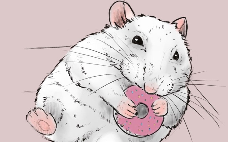 Zbiórka Pączek dla gryzonia - zdjęcie główne