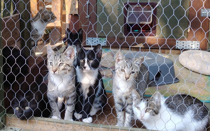 Grupa kotów w klatce, czekających na adopcję.