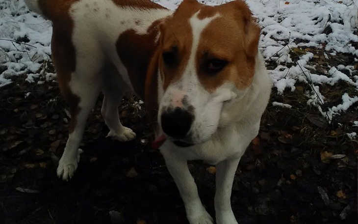 Zbiórka Maja - sunia w potrzebie. - zdjęcie główne