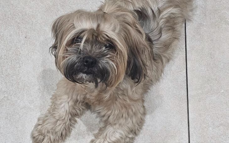 Mały pies leży na podłodze, wygląda na przyjacielskiego.