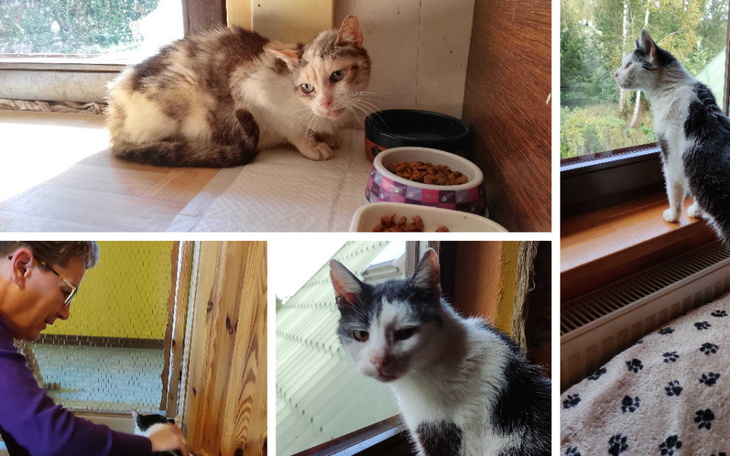 Zbiórka Dom Tymczasowy u Ireny - zdjęcie główne